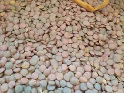 Чечевица / lentils kazakhstan origin
