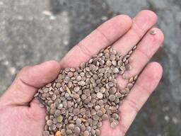 Чечевица MERCIMEK kirmizi yasil