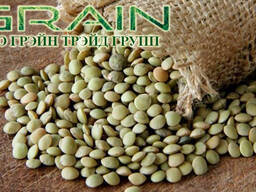 Чечевица зеленая