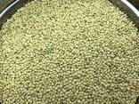 Чечевица зеленая (GREEN LENTILS) - фото 1