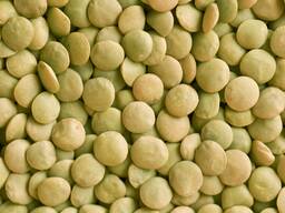 Чечевица зеленая. Зеленая чечевица в Костанае. Чечевица в Казахстане. Урожай 2025 года