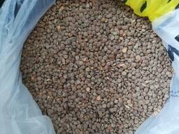 Чечевица зеленая/красная