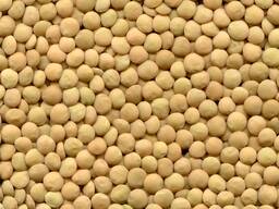 Чечевица зеленая, мелкосемянная