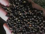 Черный перец из Вьетнама - фото 1