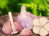 Чеснок - photo 1