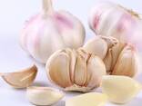 Чеснок - photo 2