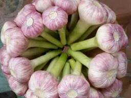 Чеснок молодой в Казахстан. Возможна оплата 50%