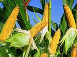 Corn harvest 2025 - фото 2