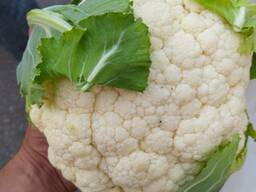 Цветная капуста оптом с Казахстана