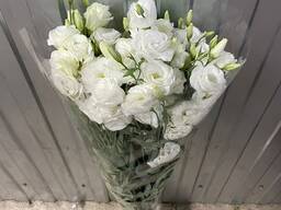 Цветы оптом Лизиантус Эустома