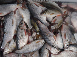 Добрый день! Официальное предприятие промыслового рыболовства города Атырау (Гурьев), Рес