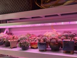 Двухрядная линейная фитолампа 22 W красный синий 90 см