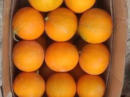 Дыня бакинка