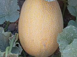 Дыня Гуляби
