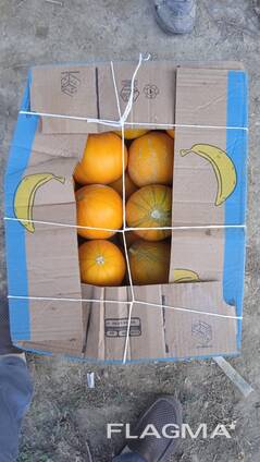 Дыня колхозница