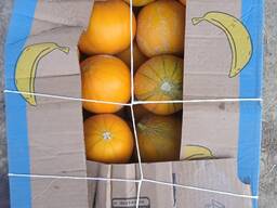 Дыня колхозница