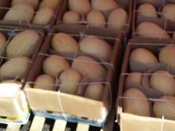 Дыня разных сортов