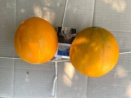 Дыня сорта  Бакинка