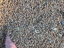 Экспорт пшеницы!