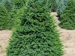 Саженцы. Ель. Сосна . Рябина, Клен . Дуб . Береза