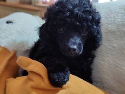 Элитные щенки Той-пуделя "Черный бриллиант"