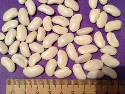 Фасоль белая "Лопатка"