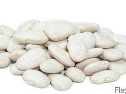 Фасоль лима