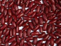 3D фасоль высокого качества из Киргизии