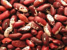 Фасоль (разная) из Киргизии