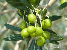 Фитобиотик. Растительный кокцидиостатик. Кормовая добавка для с/х животных и птиц