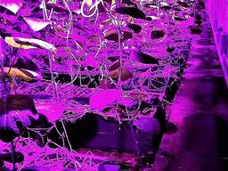 Фитолампа с защитой IP65 для гроубоксов и домашних растений