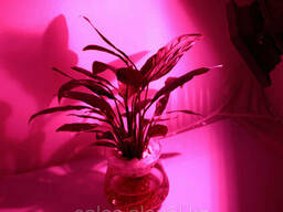 Фитолампа светодиодная для комнатных растений