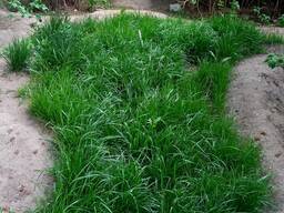 Газонная трава