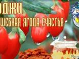 ГОДЖИ - фото 1