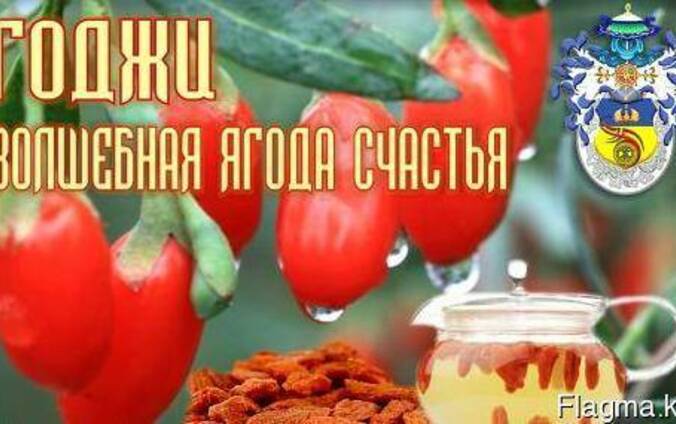 ГОДЖИ