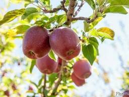 Голден делишес, айдарет, старкримсон (американка)