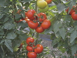 Голландские семена томата - Тобольск F1