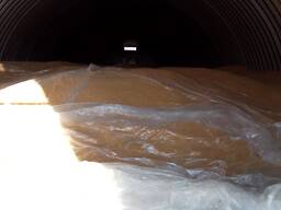 Горчица желтая