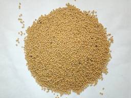 Горчица белая