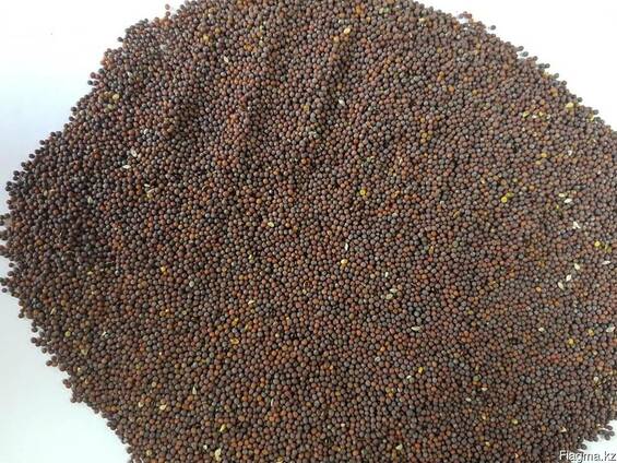 Горчица черная