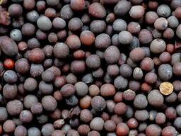 Горчица черная!!! Урожай 2025 года!!!Черная горчица в Костанае Горчица в Казахстане