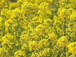 Горчица желтая