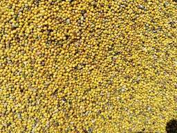 Горчица желтая