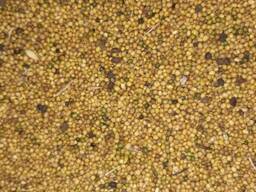 Горчица Жёлтая