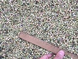 Горох фуражный