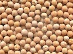 Горох фуражный