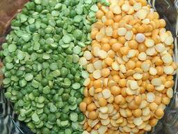 Горох колотоый