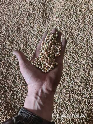 Горох продовольственный