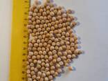 Горох продовольственный!!! Урожай 2023 года! Горох Казахстан. Горох Костанай - фото 1