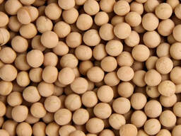 Горох продовольственный!!! Урожай 2023 года! Горох Казахстан. Горох Костанай